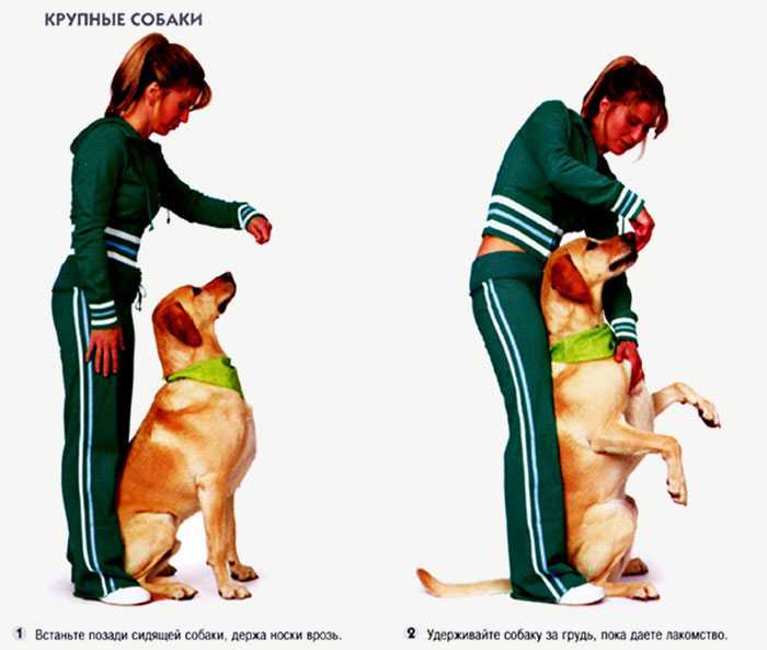 Как самому научить щенка командам: методы дрессировки