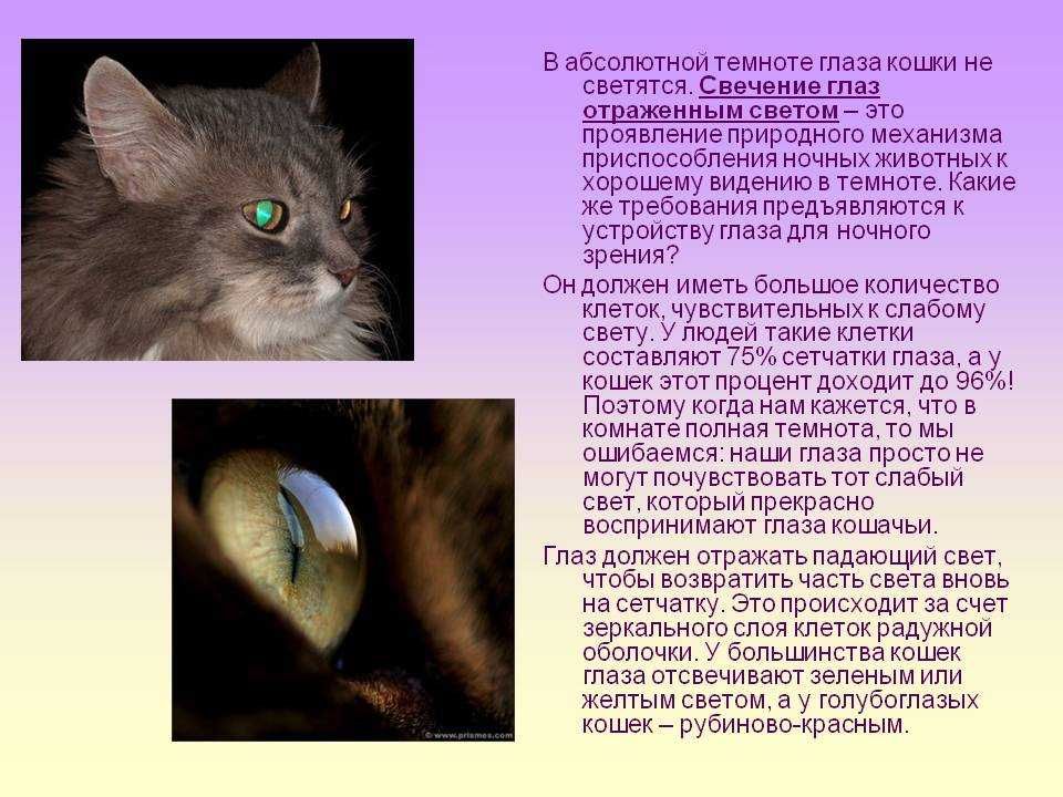 ᐉ почему у кошек светятся глаза в темноте? - ➡ motildazoo.ru