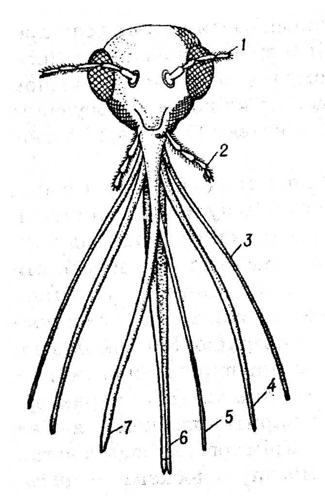 Ротовые аппараты насекомых картинки