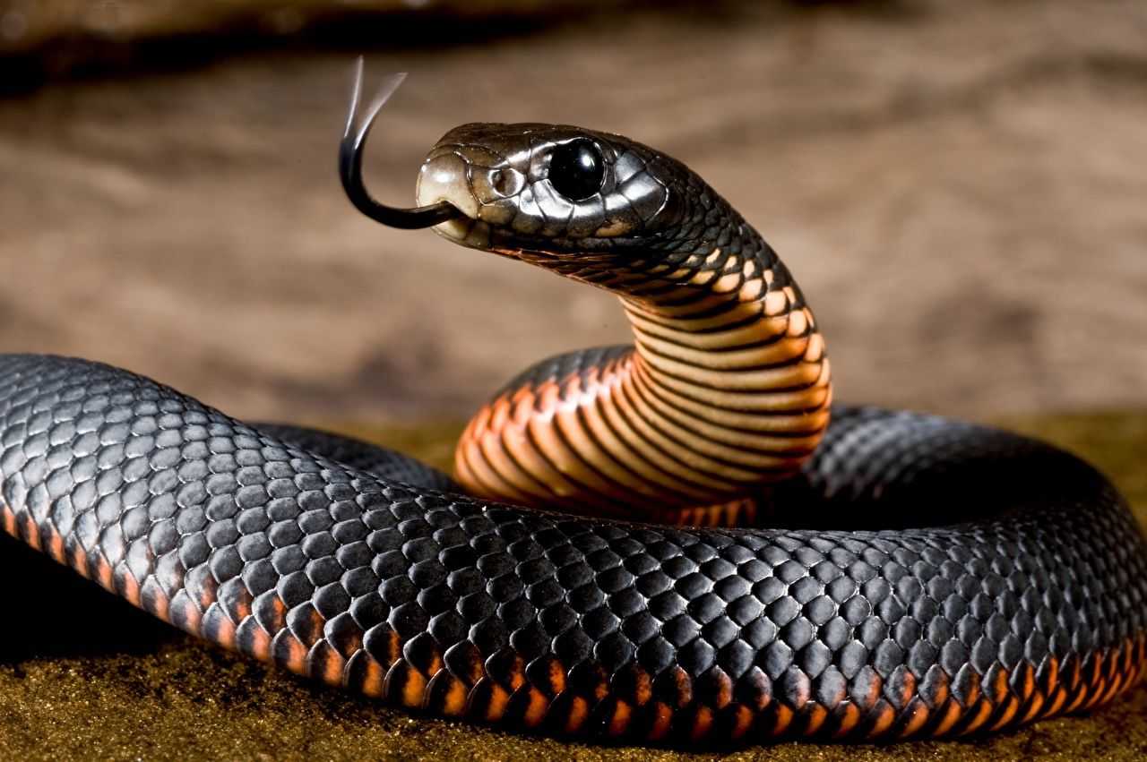 10 самых ядовитых змей в мире- интересные факты
