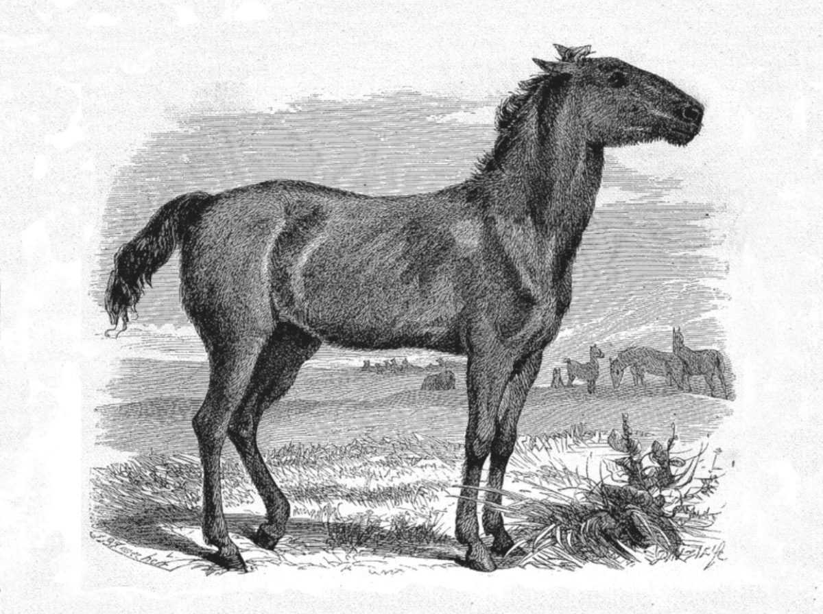 Сообщение о степном тарпане, тарпановидная лошадь
