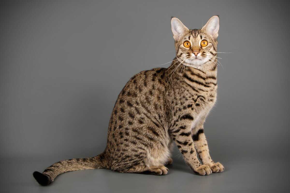 Порода кошек саванна - описание породы, характер, здоровье