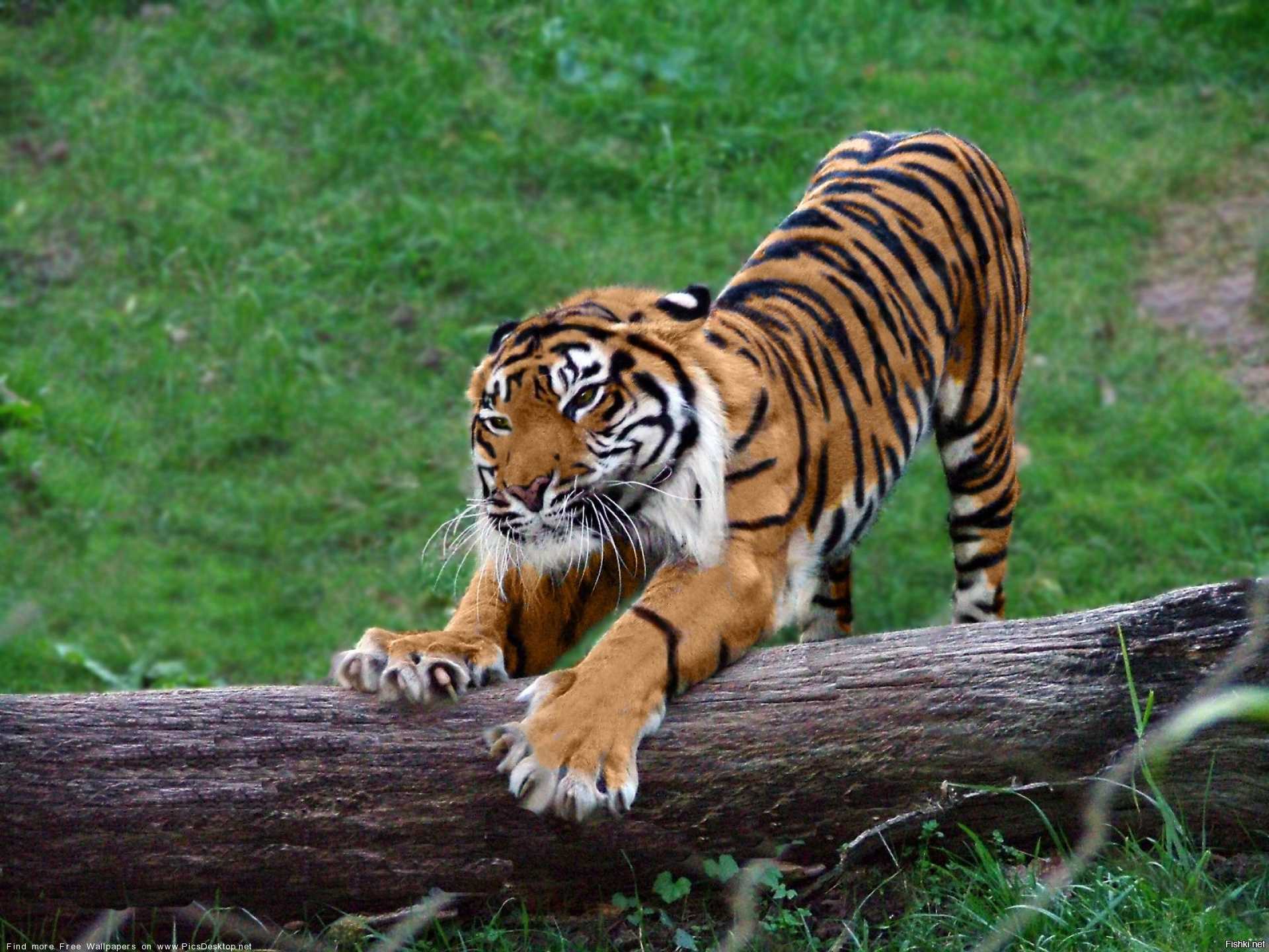 Лапки тигра. Амурский тигр. Лапы тигра. Фото тигра. Тигр потягивается.