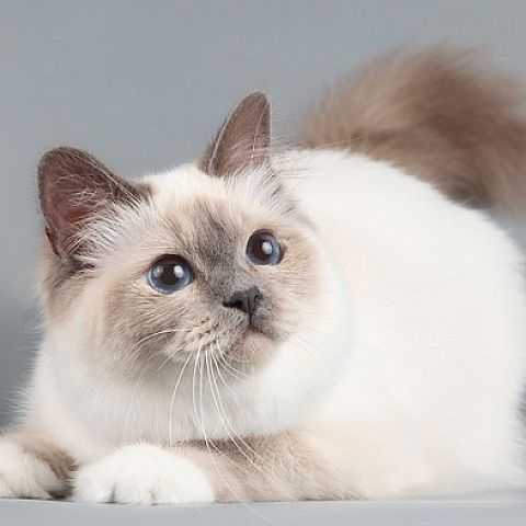 Бирманская кошка: описание породы, характер, уход и кормление  - mimer.ru