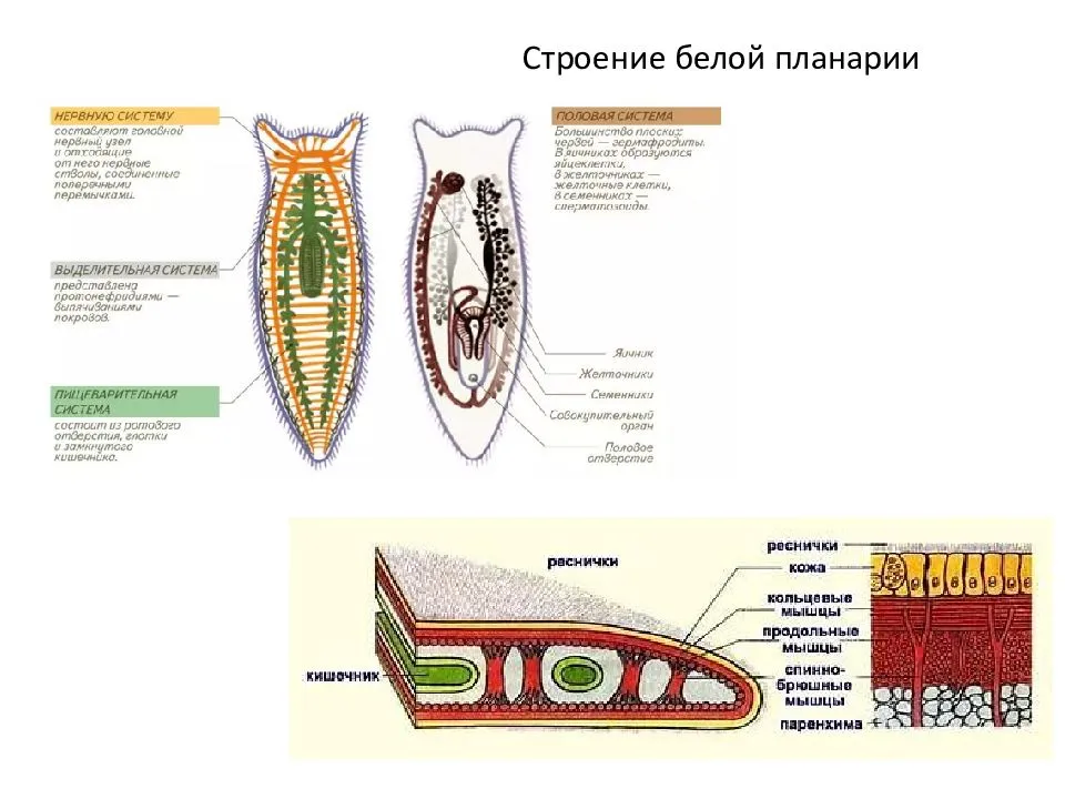 Виды финн ленточных червей. плоские черви: классификация, роль в мире, строение, виды