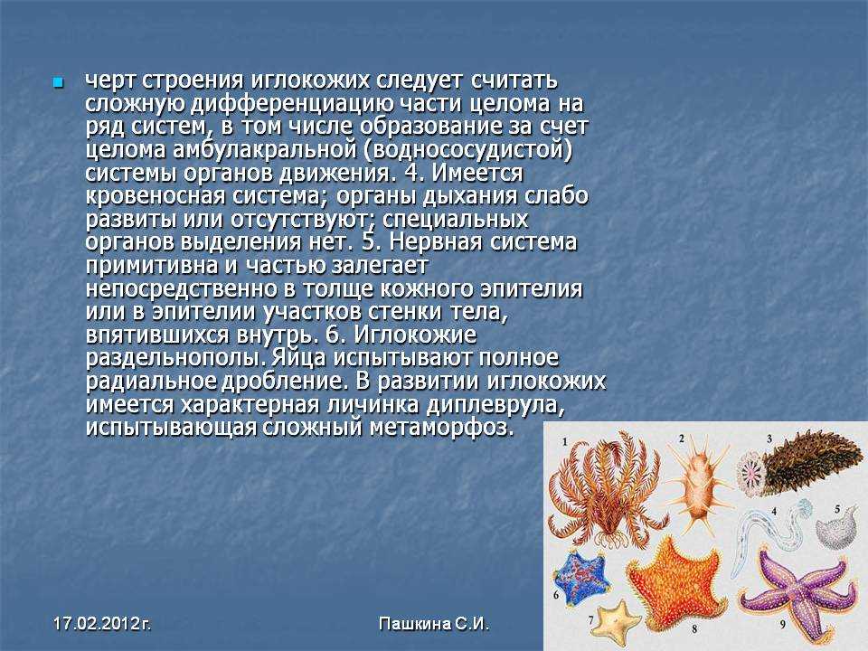 Тип иглокожие. Функции амбулакральной системы иглокожих. Анатомия иглокожих. Псевдогемальная система иглокожих. Дыхательная система иглокожих.