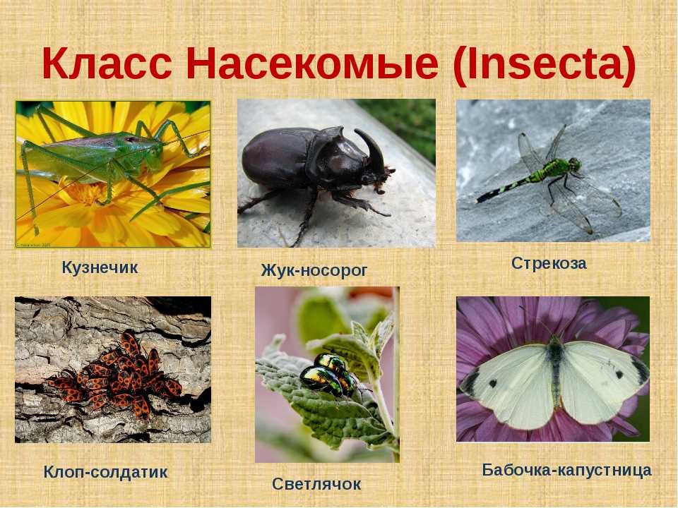 Особенности групп насекомые