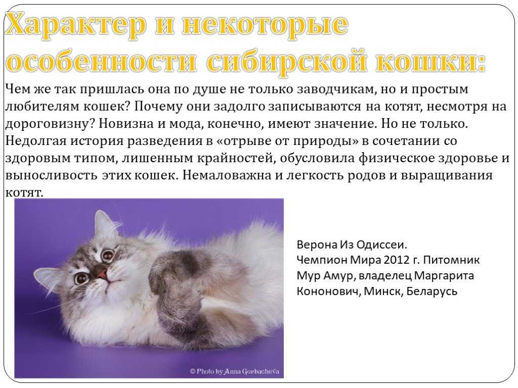 Описание породы кошек сноу-шу с фото, особенности содержания, рекомендации по выбору котят