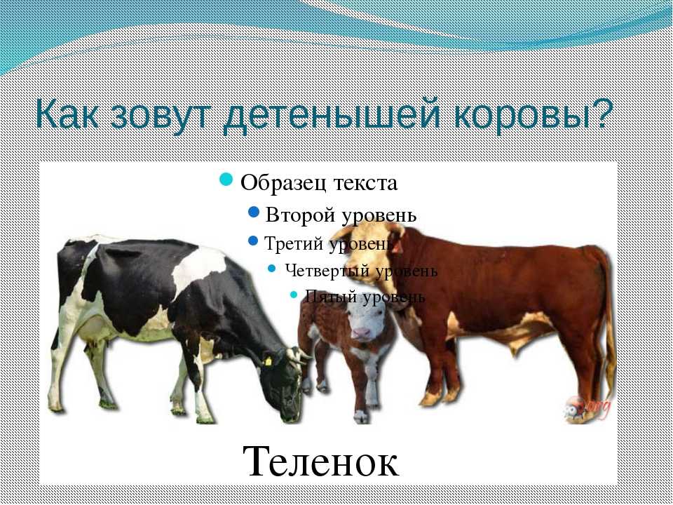 Клички коров и быков по алфавиту: список как можно назвать