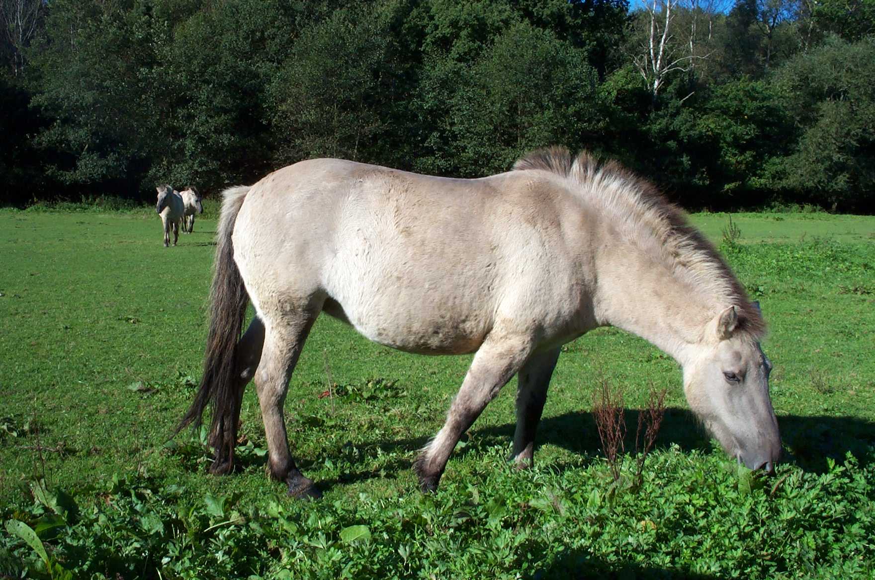 Тарпан, фото и описание дикой лошади