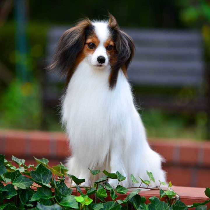 Собака папильон (папийон) — разноцветный континентальный той-спаниель с ушами-бабочками: описание, стандарт, внешность