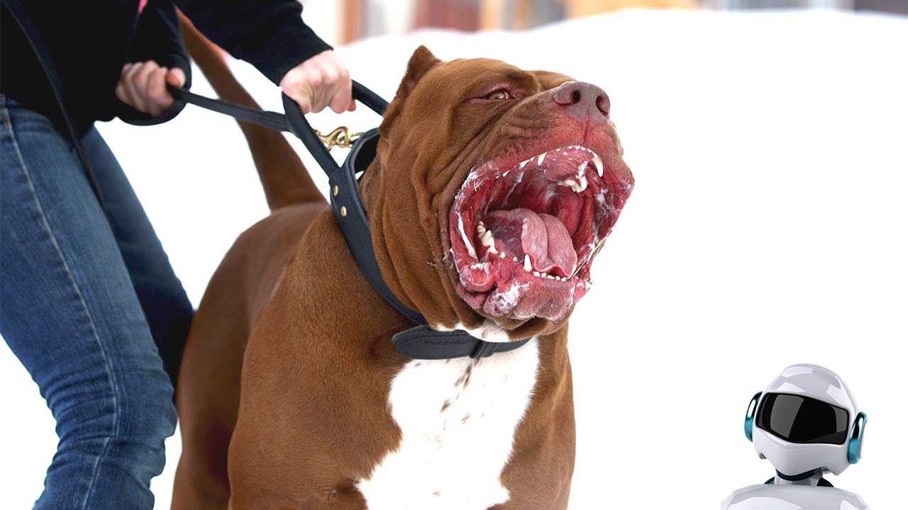 Список собак с самыми мощными челюстями Как измеряется сила укуса у собак
