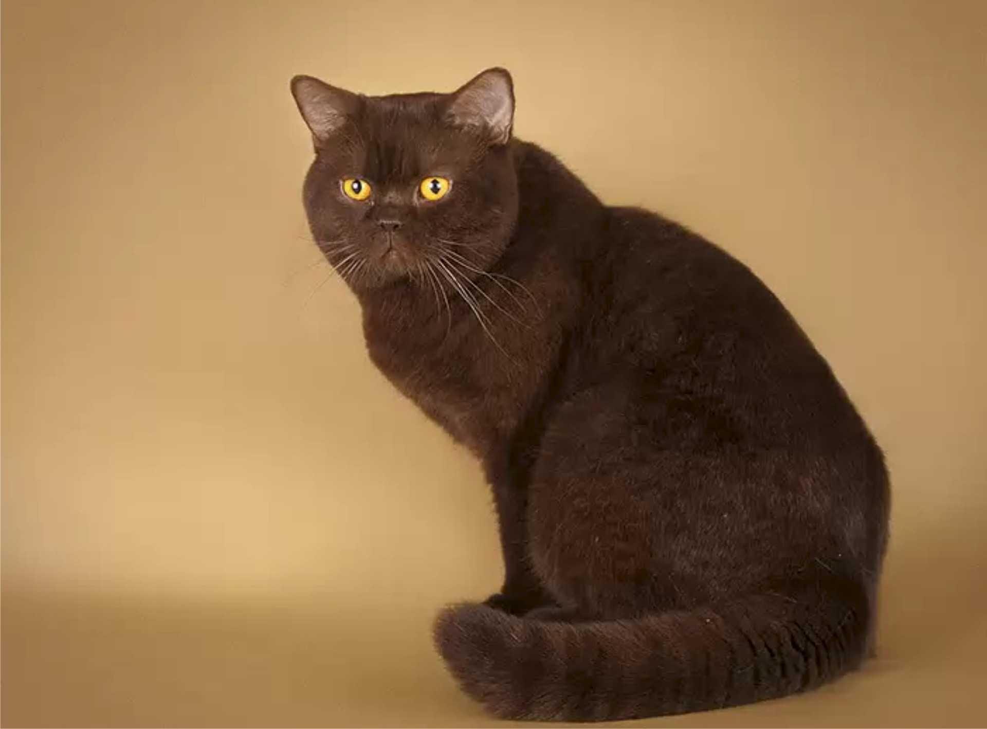 Шоколадная окраска кошек. Шотландская прямоухая короткошерстная шоколадная. Йоркская Шотландская кошка. Шоколадный британец кот. Британский короткошерстный шоколадный кот.