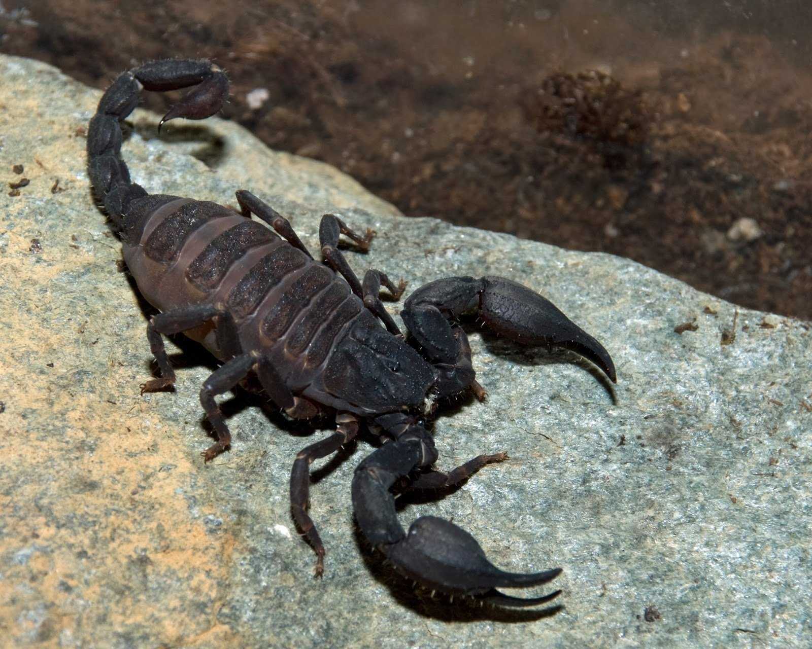 Укус скорпиона: первая помощь, смертелен ли для человека, последствия, как избежать