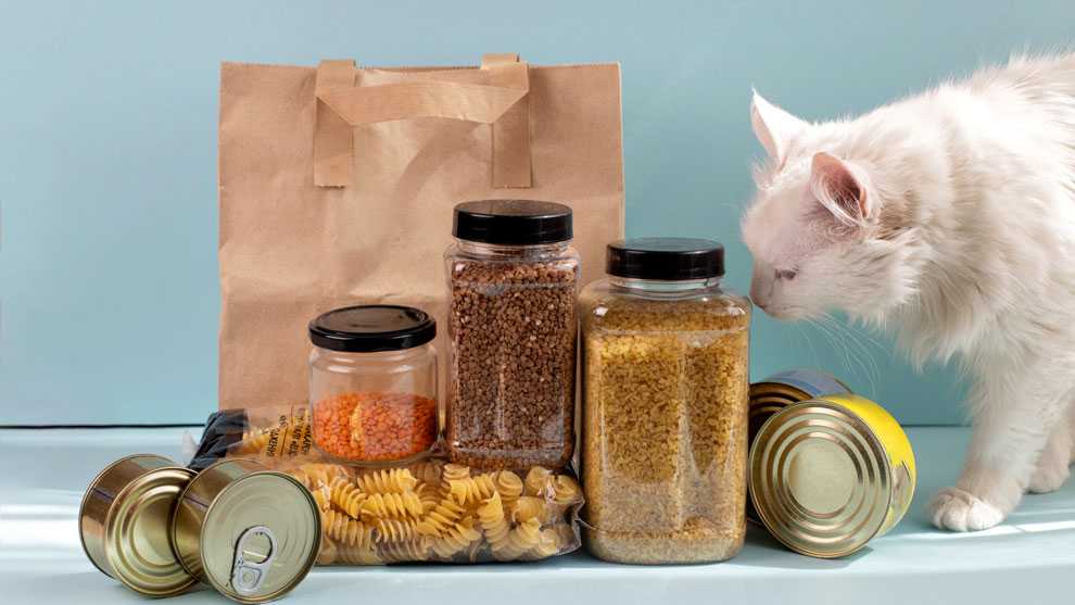 Чем кормить стерилизованную кошку: полный список разрешенных и запретных продуктов
