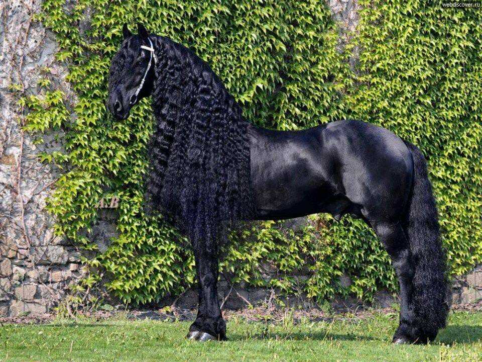 Самые дорогие лошади в мире (фото), топ-10 самых дорогих лошадей в истории планеты земля