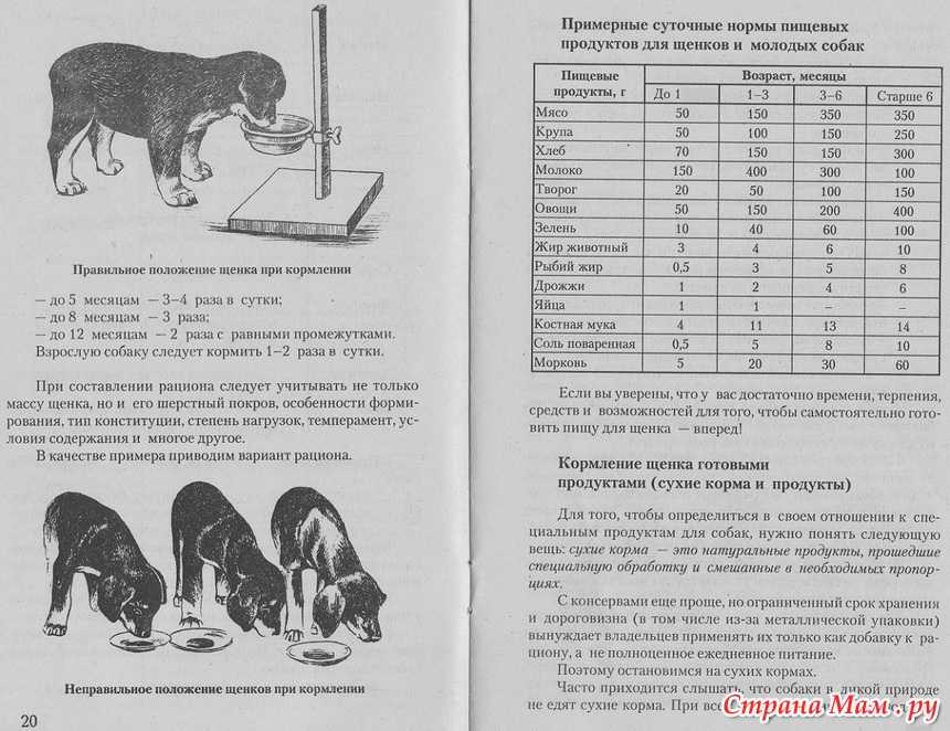 ᐉ сухой или влажный корм: чем кормить щенка? - ➡ motildazoo.ru