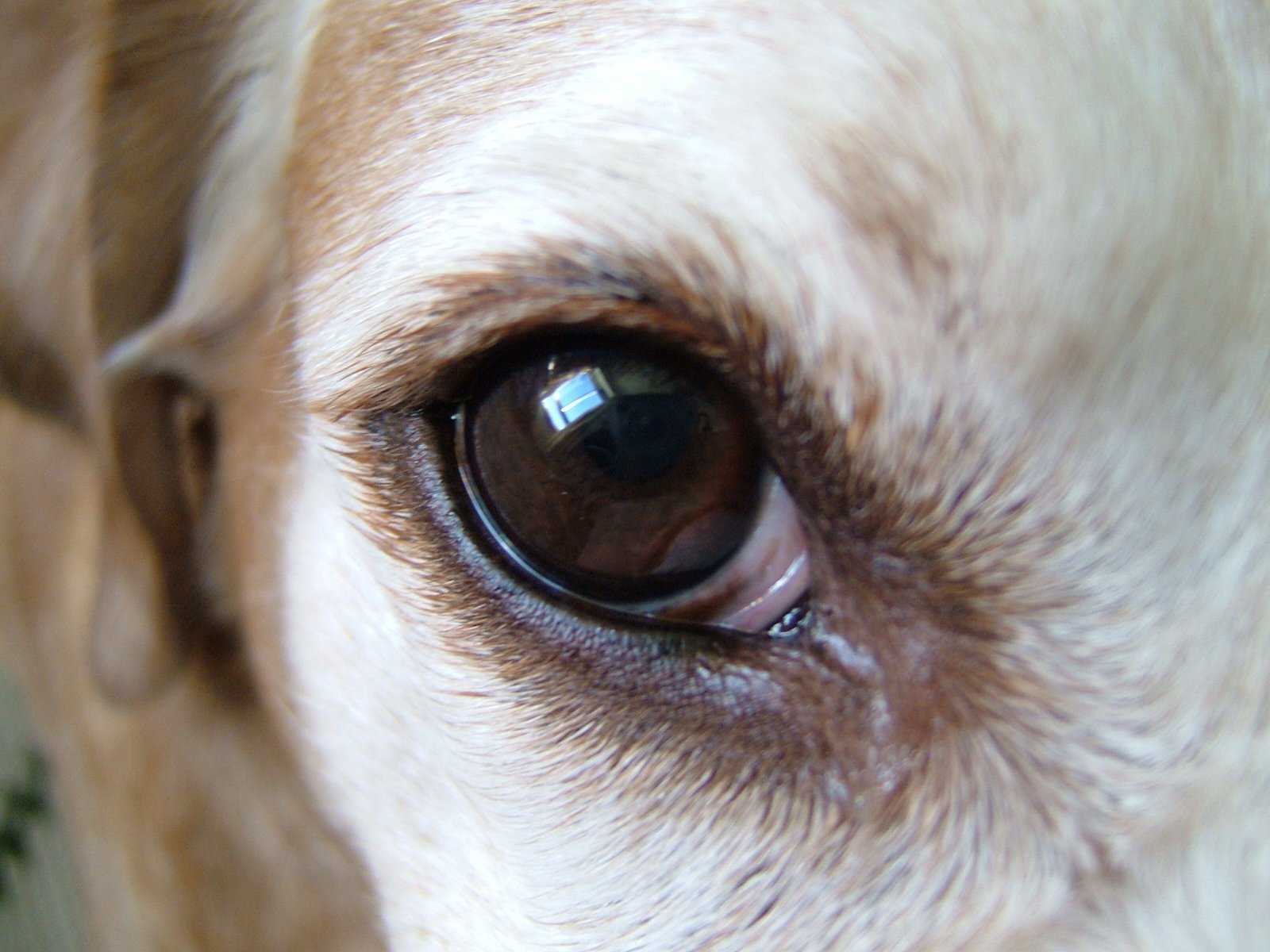 Собака прикрывает один глаз: что это такое если щурится и трет, почему не открывает щенок или взрослый питомец, что нужно делать