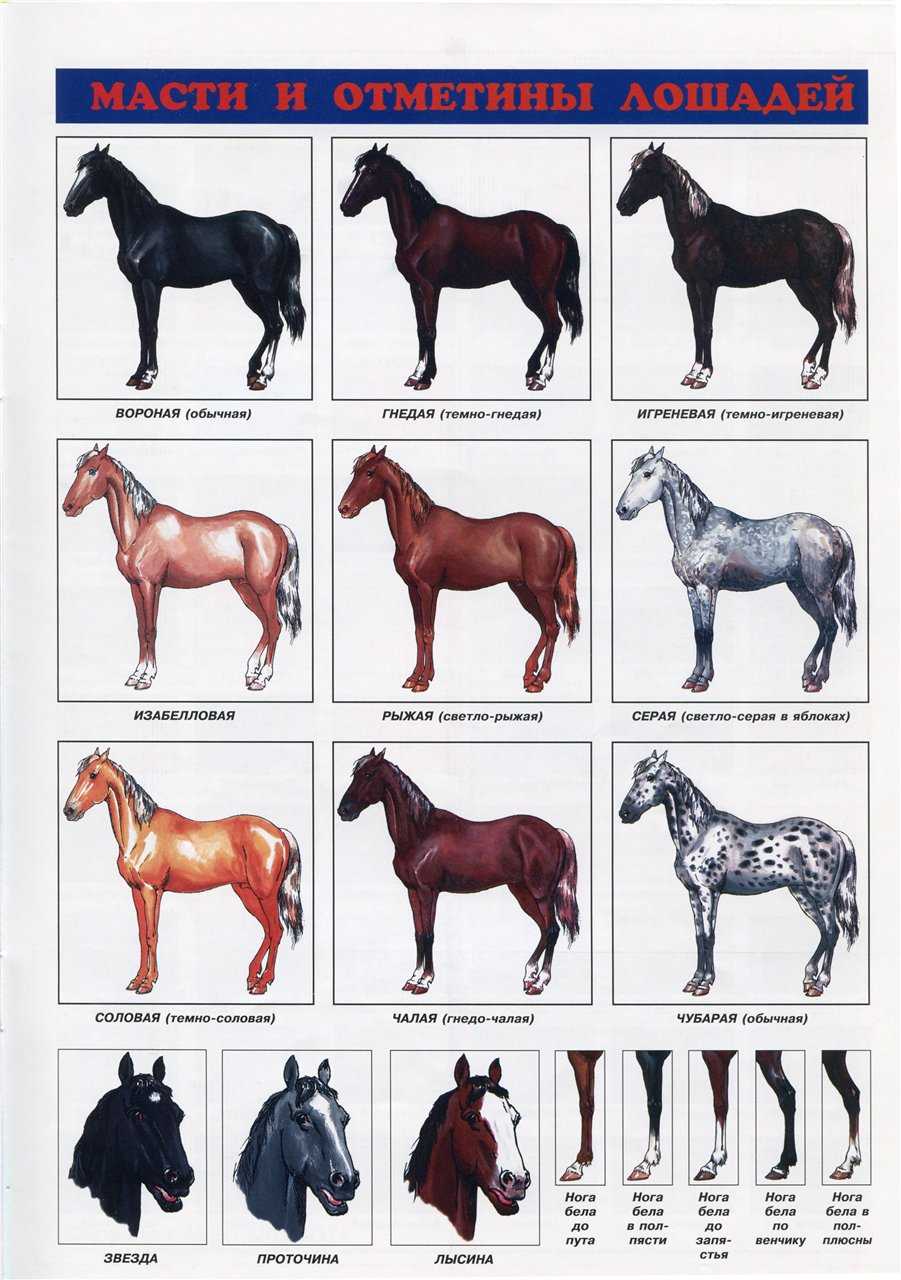 Особенности тракененской спортивной породы лошадей
