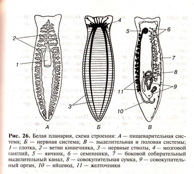 Тип плоские черви: представители / справочник :: бингоскул