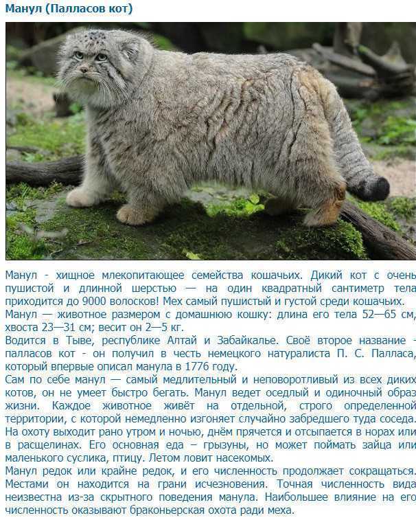 Степной кот: описание, поведенческие особенности и уровень угрозы вымирания для вида