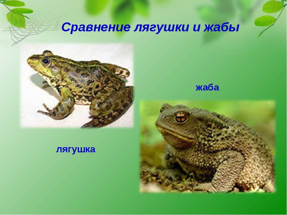 Сходство лягушки и жабы 2. Различия лягушки и Жабы. Жаба и лягушка отличия. Сходство лягушки и Жабы. Отличие Жабы от лягушки.