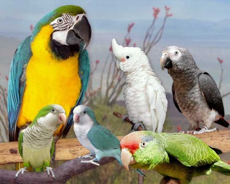 ? большие попугаи: рейтинг самых крупных попугаев