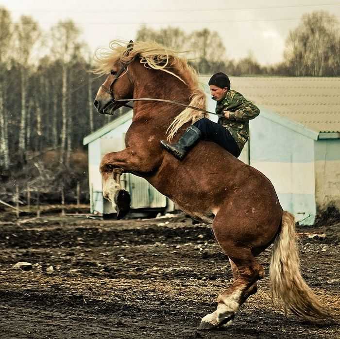 Терские лошади: история, экстерьер, масти, применение, фото