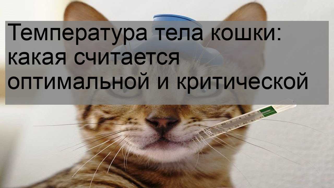 Температура кота. Температура кошек. Нормальная температура у кота. Какая нормальная температура у кошек. Какая температура тела у кошек.