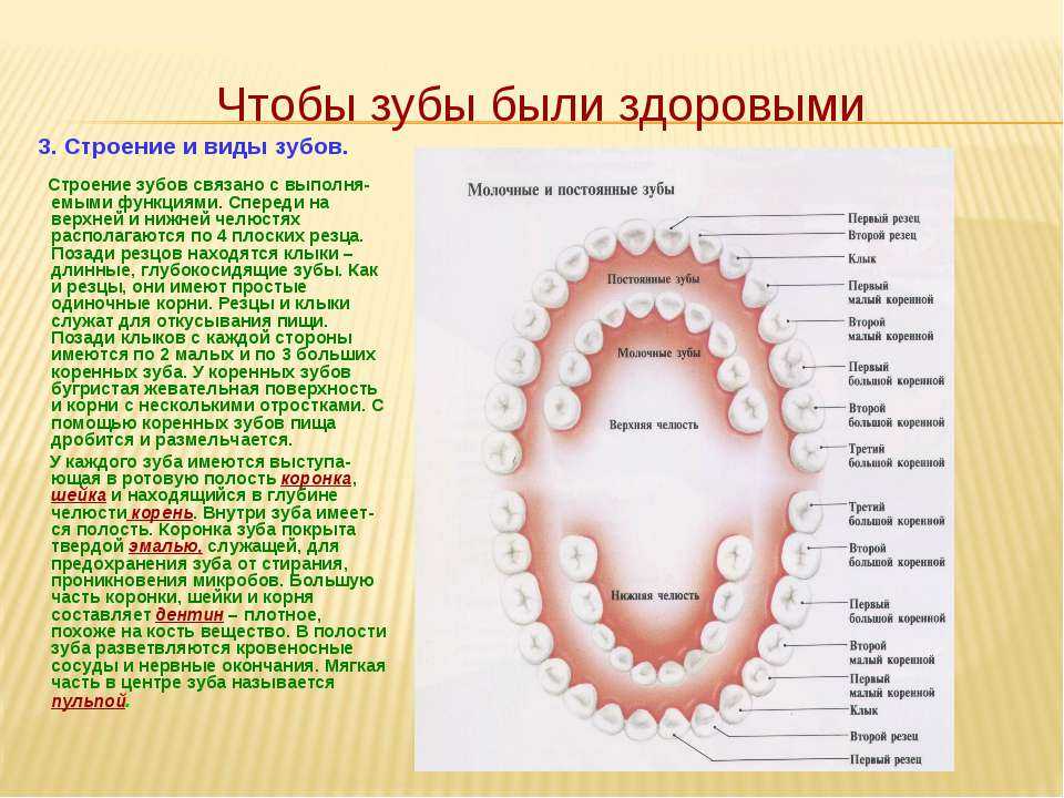 Какие есть зубы. Строение челюсти название зубов верхней. Наименования зубов нижней челюсти. Вид зубов человека спереди. Нижняя челюсть строение зубов.
