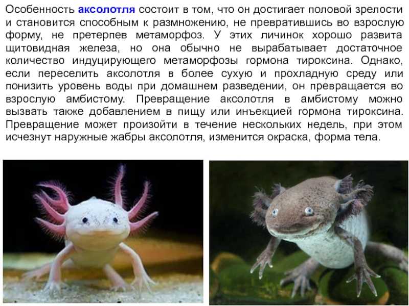 Содержание саламандры дома - oozoo.ru