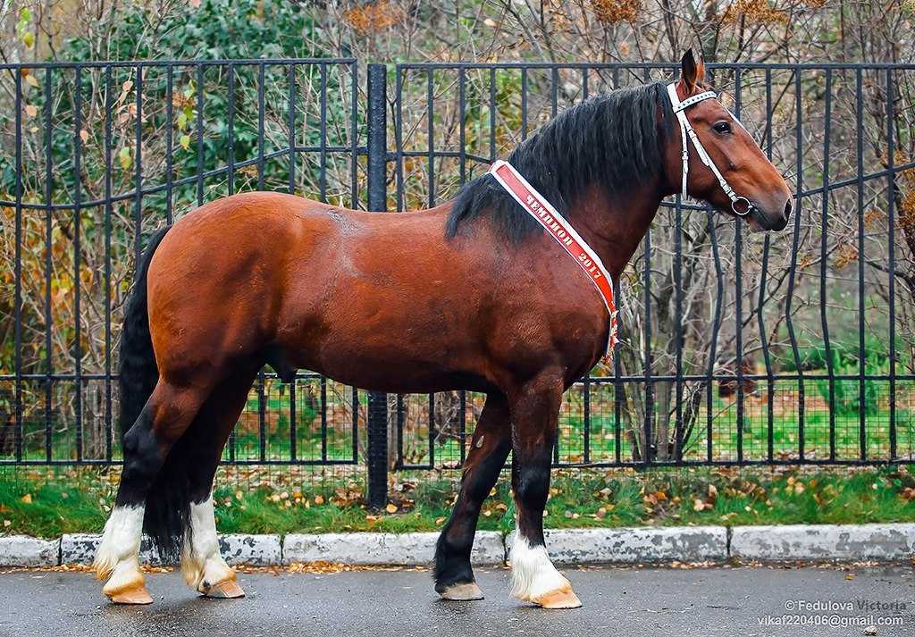 Кнабструбская лошадь (фото) кнабструб порода лошадей, происхождение пятнистых лошадей история телосложение использование экстерьер высота рост окрас масть, породы лошадей кони