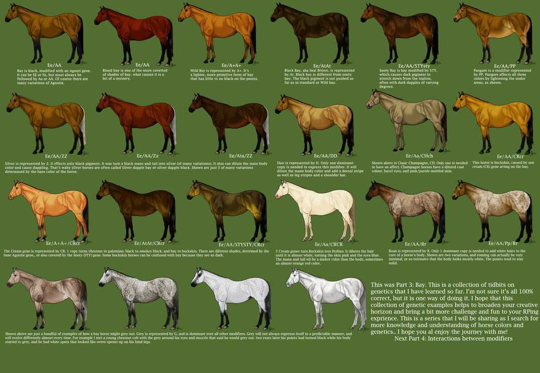 Масти лошадей. описание, фото и названия мастей лошадей