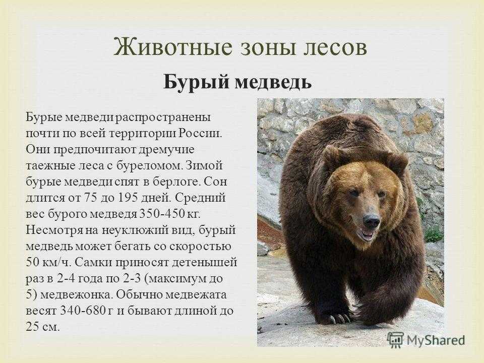 Бурый медведь порядок