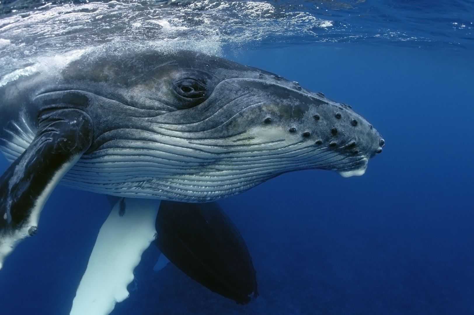 Cual es la ballena más grande
