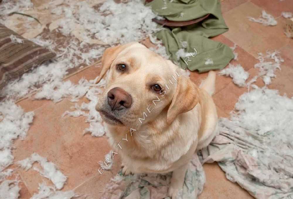 Как заставить собаку прекратить грызть вещи, которые ей грызть не следует
