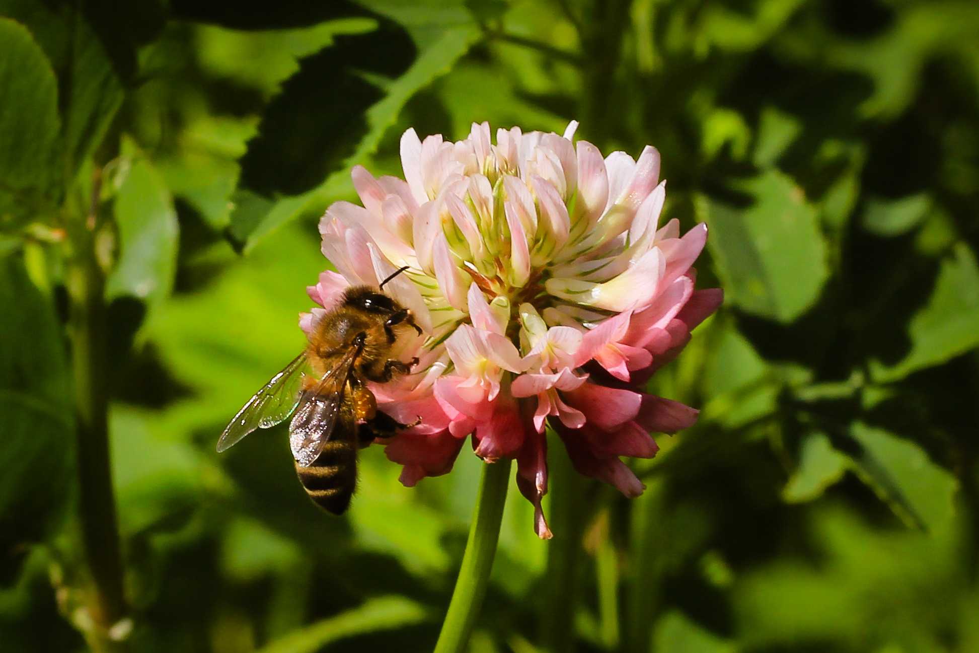 13 фактов о пыльце растений, которые вас удивят. фото — ботаничка.ru