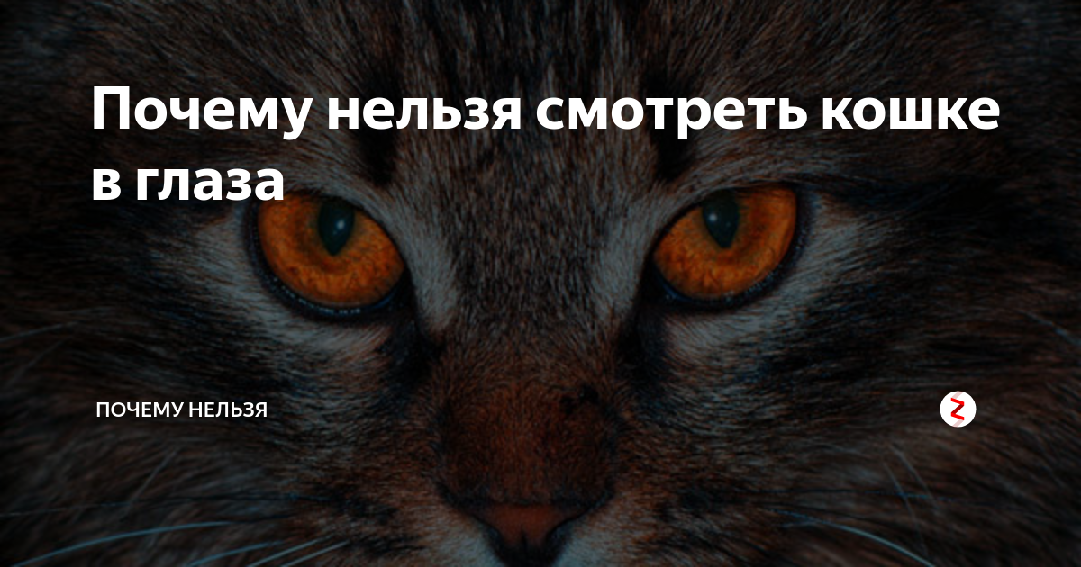 Приметы глазам. Почему нельзя смотреть в глаза кошке. Почему нельзя смотреть кошкам в глаза долго. Почему нельзя смотреть кошлеам в гоаща. Почему нельзя смотреть в кошачьи глаза.