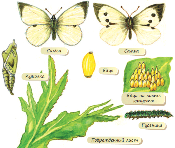 Капустная белянка цикл. Цикл развития бабочки капустницы. Размножение бабочки капустницы. Стадии развития бабочки капустницы. Строение бабочки капустницы схема.