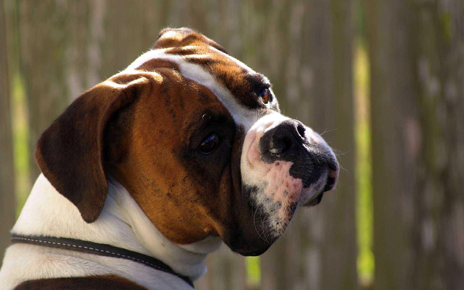 55 фото собак «до и после», которые, несмотря на злую судьбу, нашли тех, кто их любит