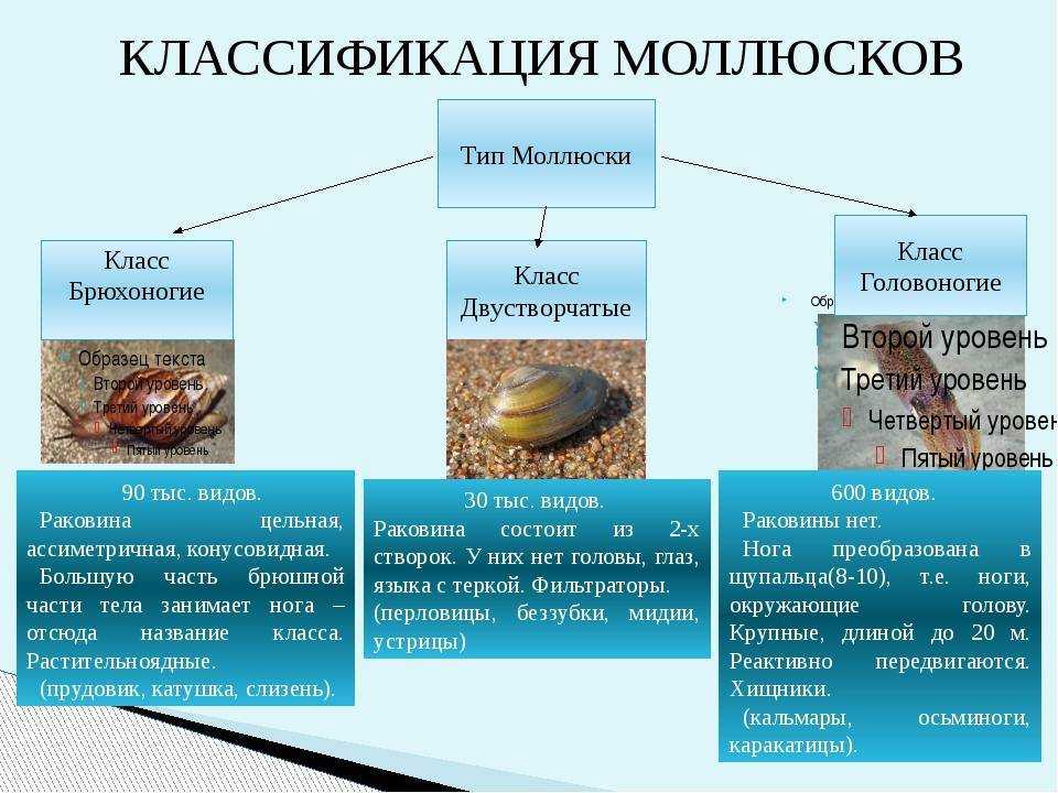 Тип моллюски: общая характеристика, внутренне и внешнее строение, значение в природе