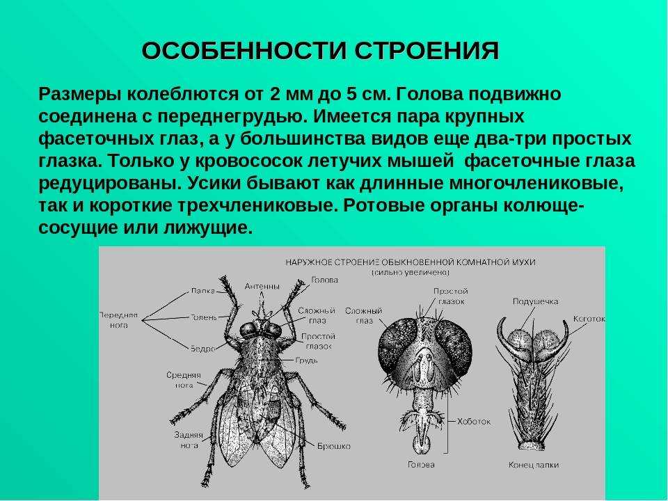 Особенности строения кратко. Строение двукрылых Имаго. Особенности строения комнатной мухи. Строение двукрылых насекомых. Ротовой аппарат двукрылых насекомых.