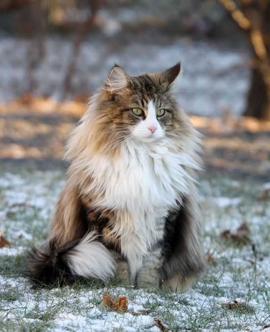 Стандарт породы норвежская лесная кошка. (norwegian forest cat)