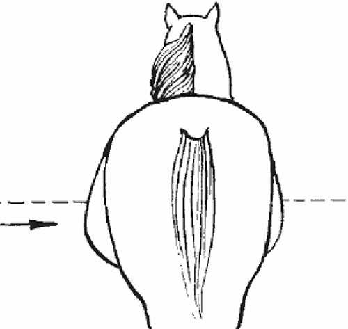 Беременность у лошадей: сроки, определение жеребости и роды
