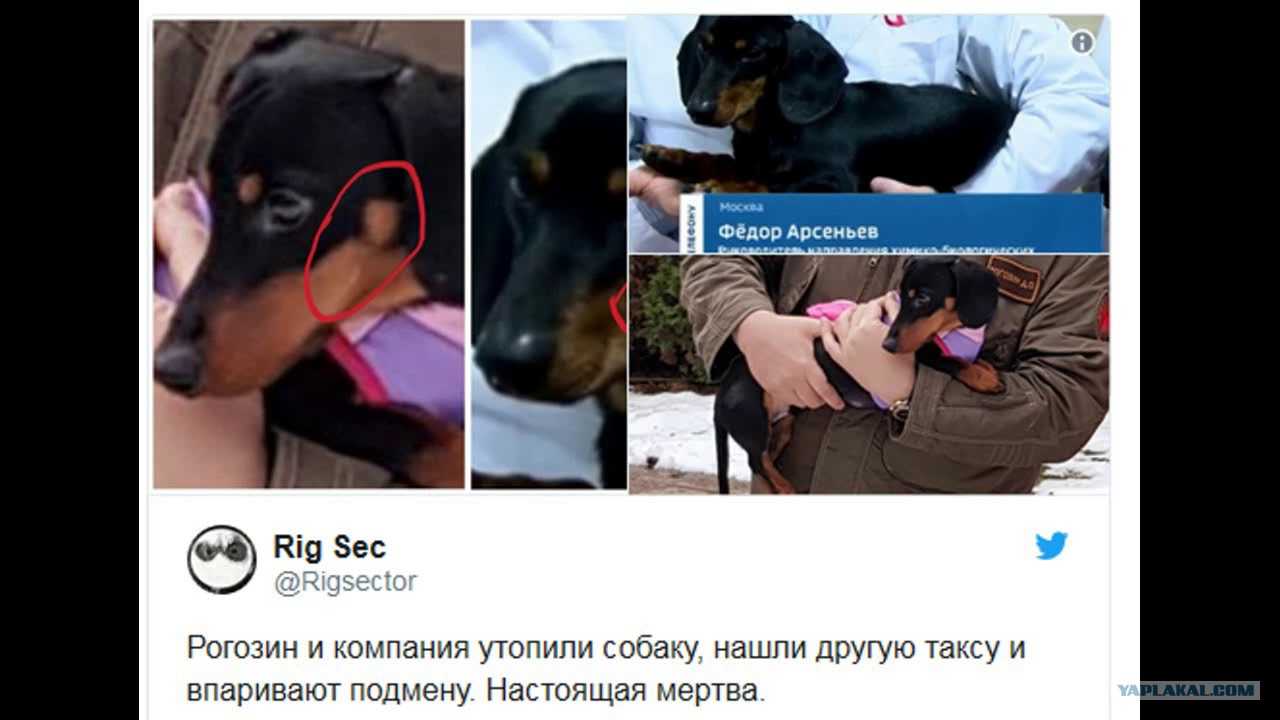 Рогозин топит таксу: зачем мучили собаку перед президентом сербии