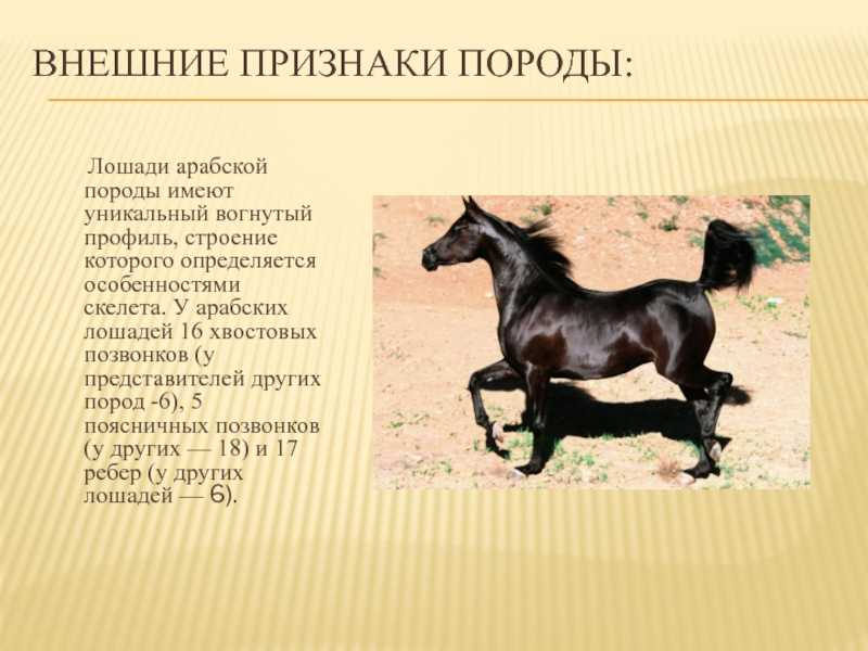Арабская порода лошадей: характеристика, содержание и уход, профилактика болезней, фото