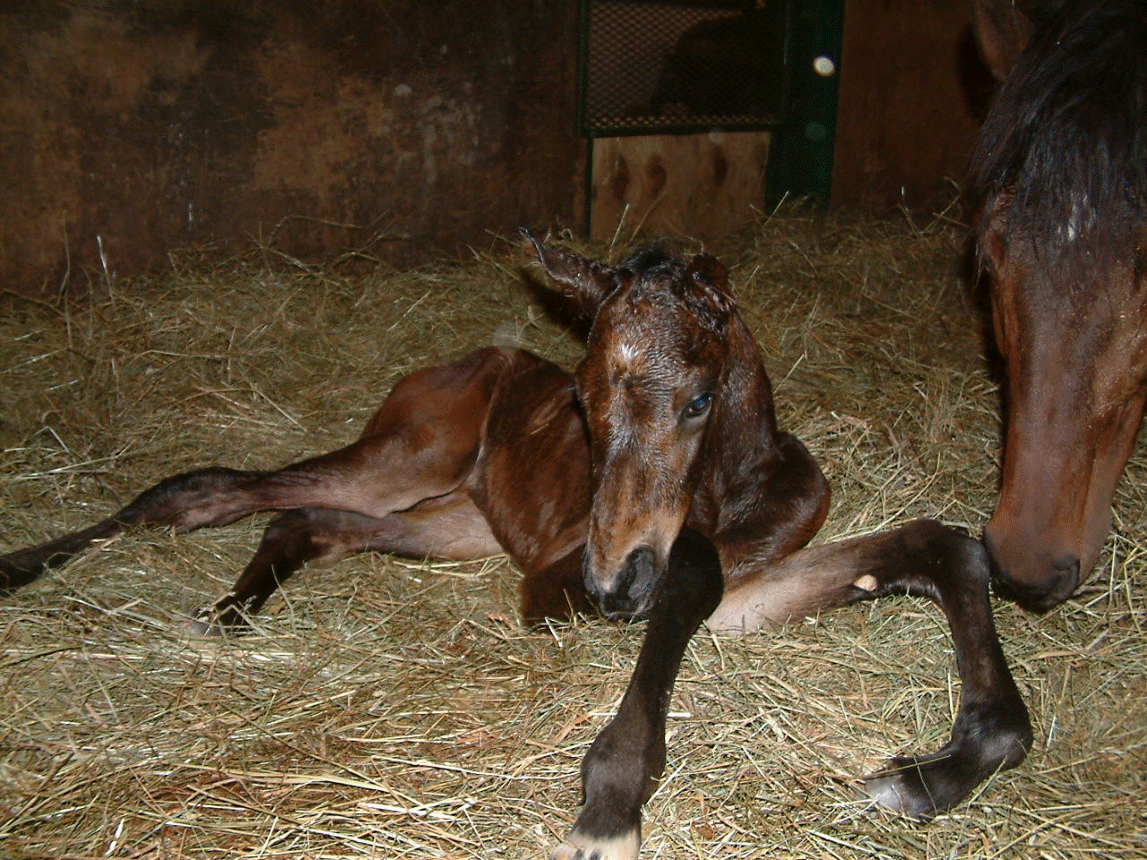 Копыта новорожденного жеребенка. Новорожденный жеребенок. Рожа лошади.