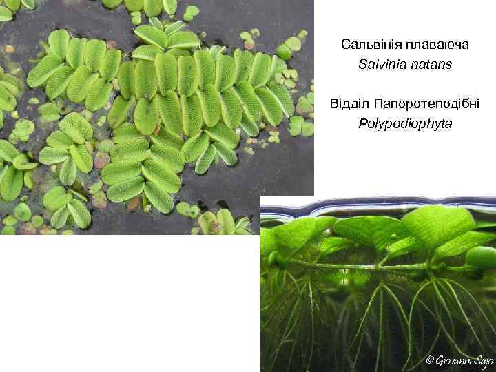 Кладофора шаровидная: описание водоросли, особенности размножения и содержания растения в аквариуме