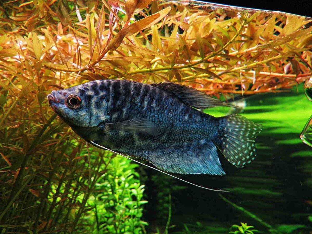 Хищные аквариумные рыбки (27 фото): описание рыб-хищников для аквариума. как их растить и чем кормить?