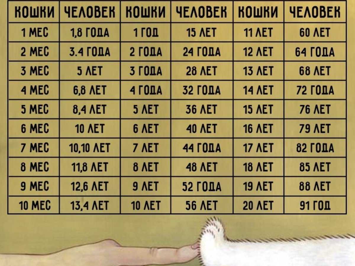 Жизнь кота сколько лет. Таблица возраста кошек по человеческим меркам таблица. Сколько лет кошке по человеческим меркам таблица. Коту 12 лет сколько по человеческим меркам таблица. Возраст кошек на человеческий Возраст таблица.